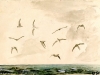 Terns at west coast Sylt, 1951